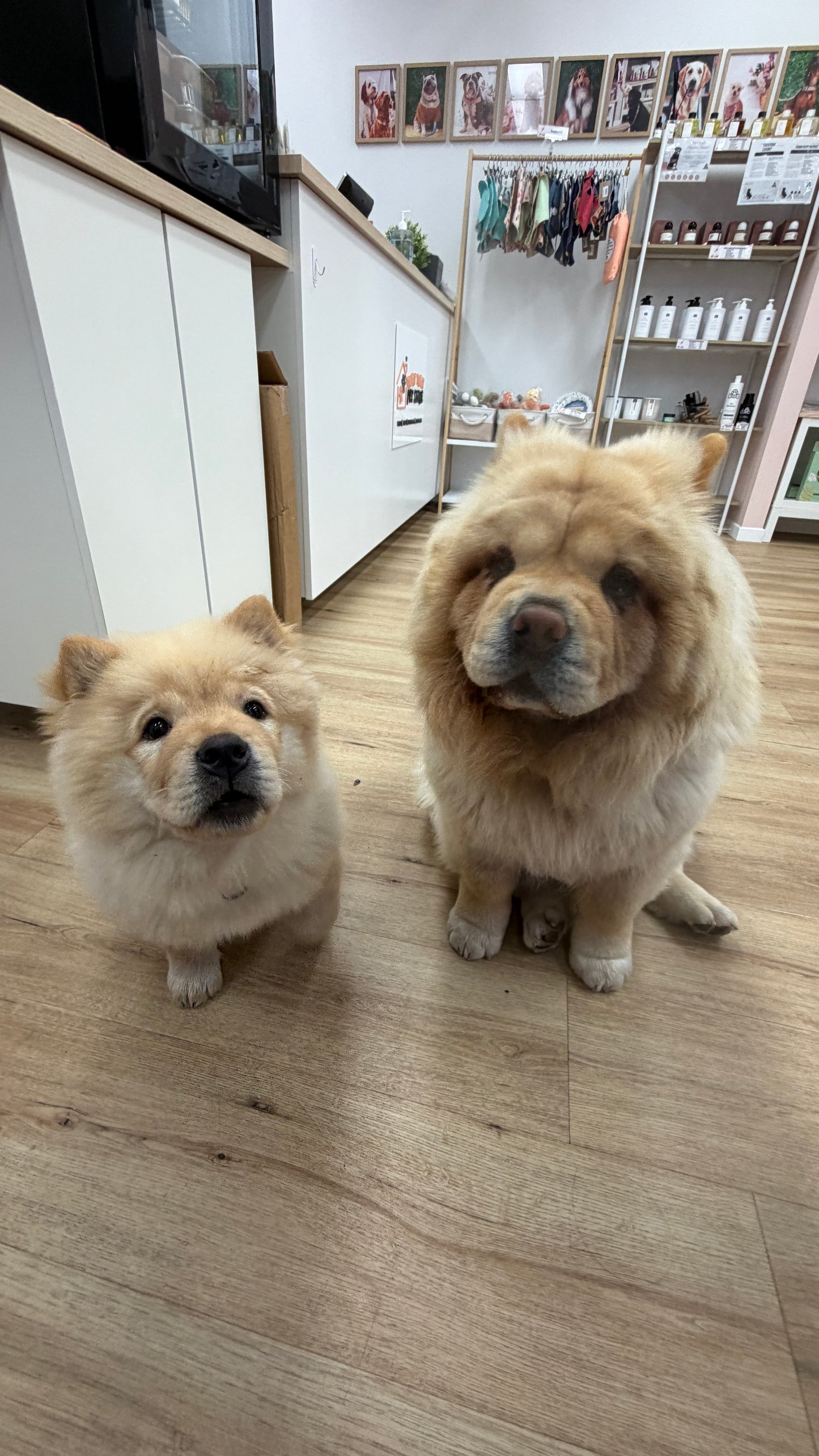 Puppy School Course