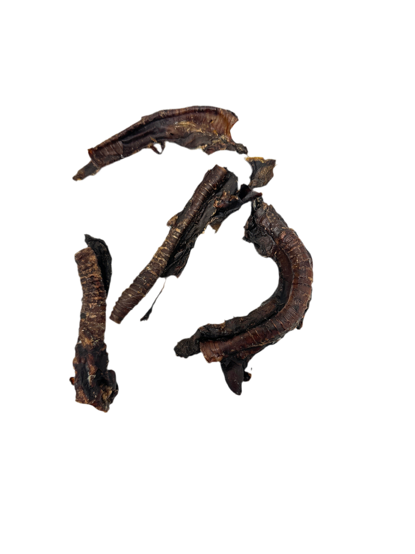 Kangaroo Trachea