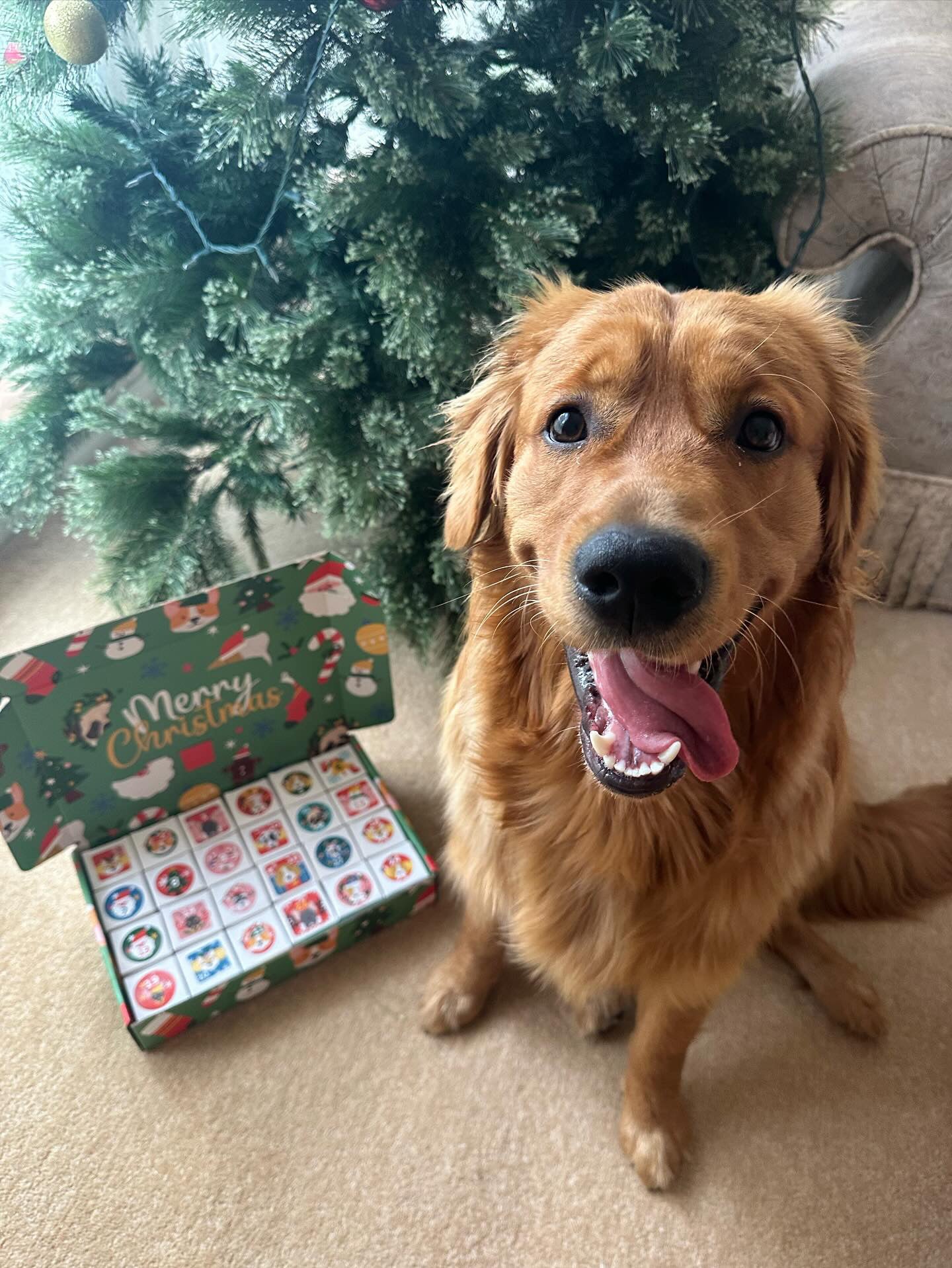Pre Order - Doggy Christmas Advent Calendar