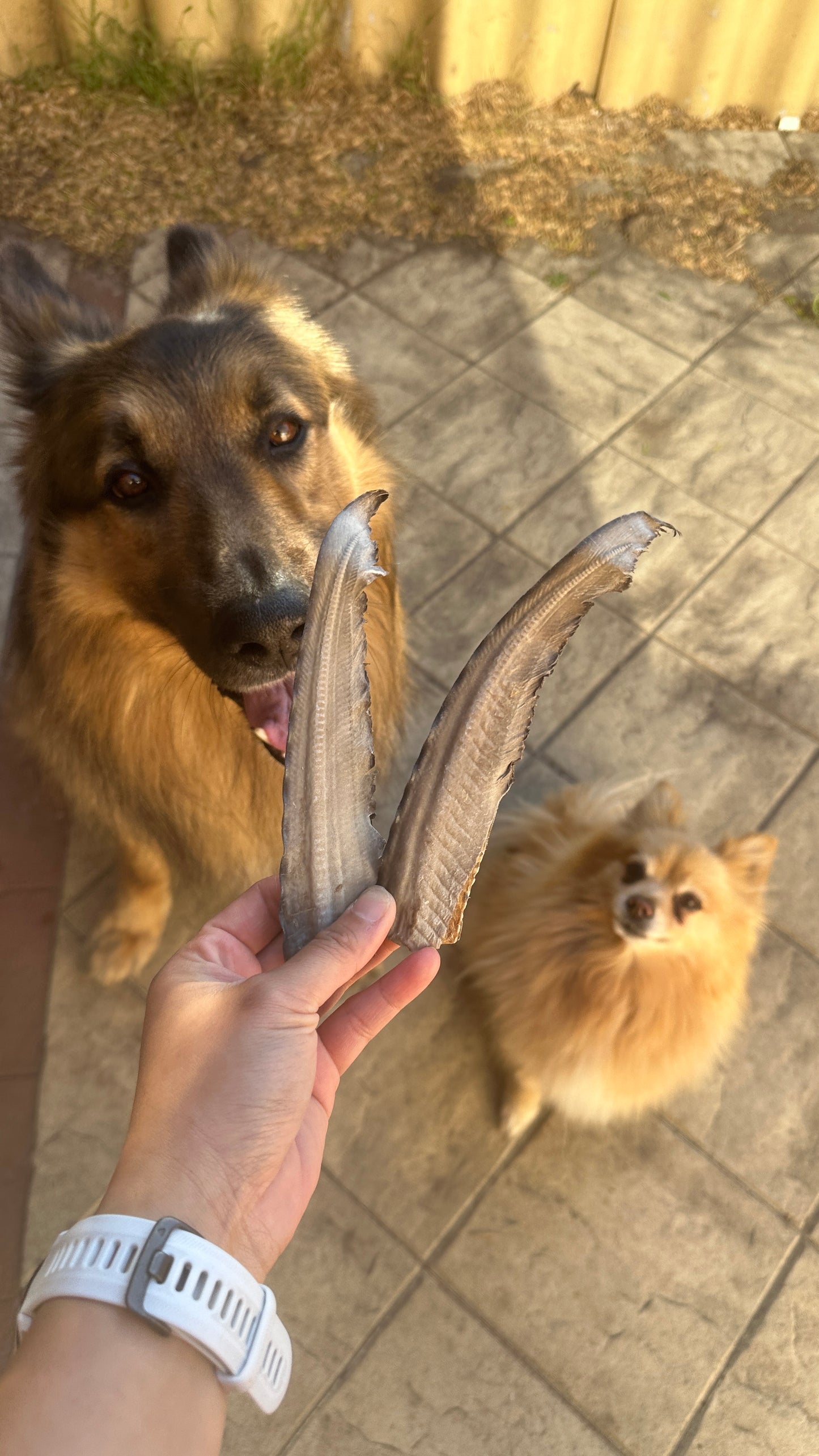 Gummy Shark Tail