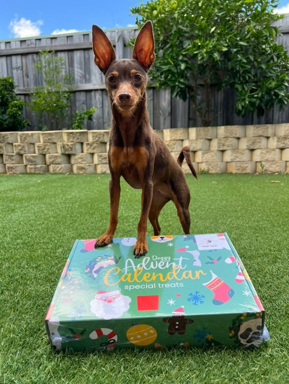 Pre Order - Doggy Christmas Advent Calendar