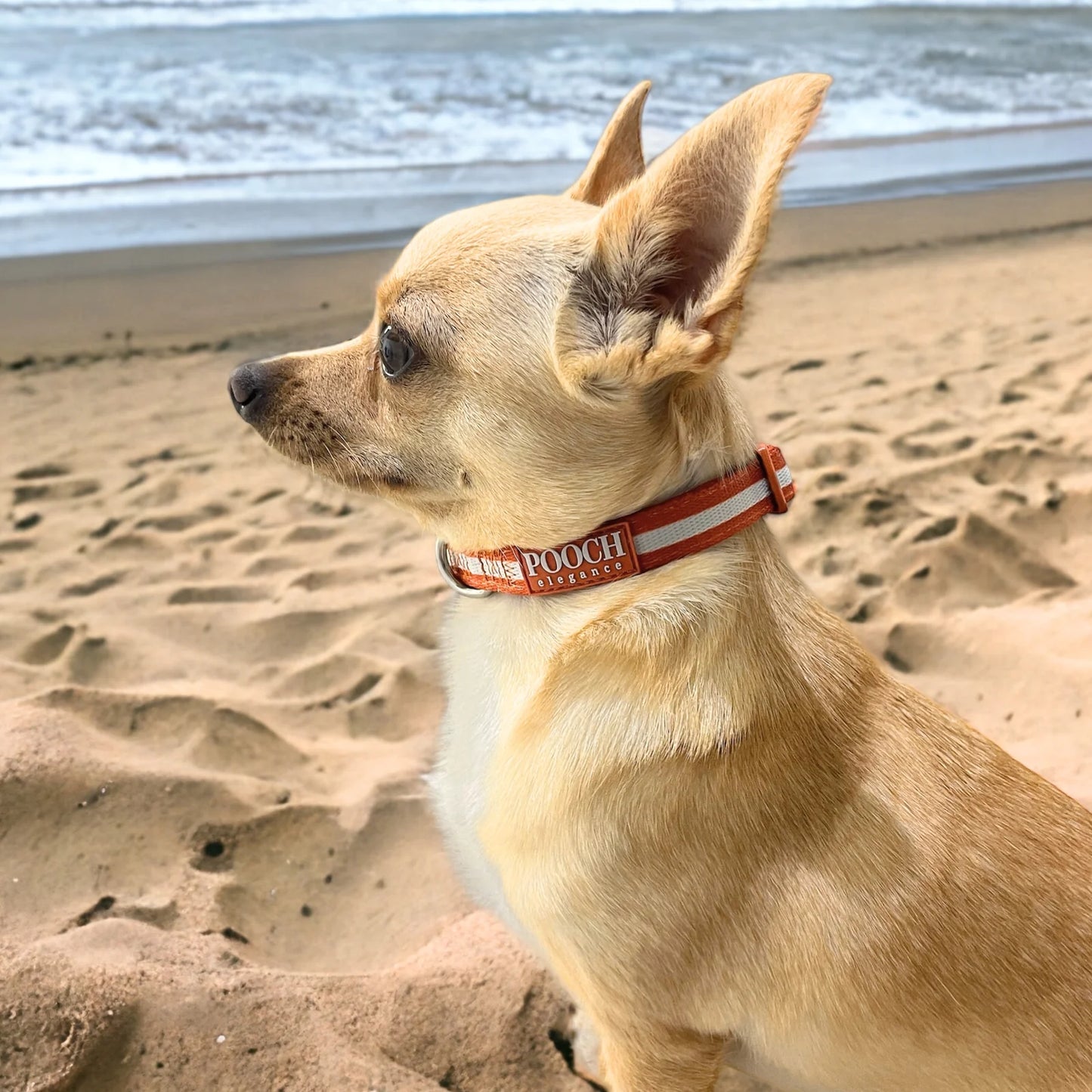 Carnival Stripe - Caramel Dog Collar