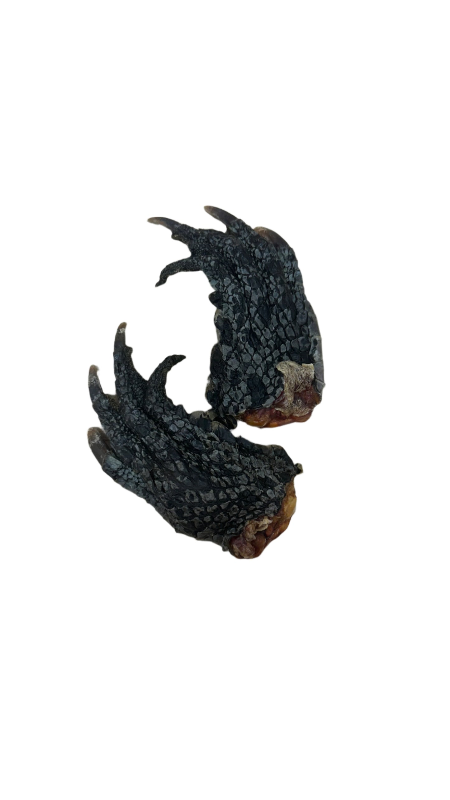 Crocodile Feet