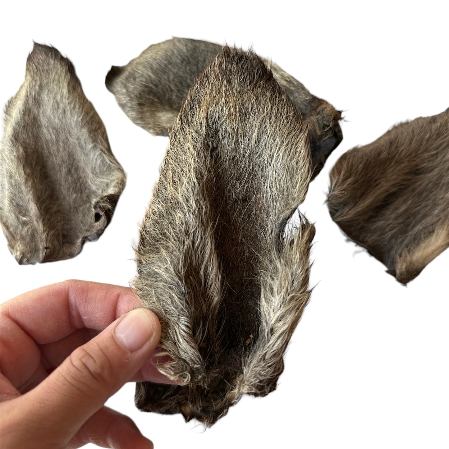 Kangaroo Ear (Furs)