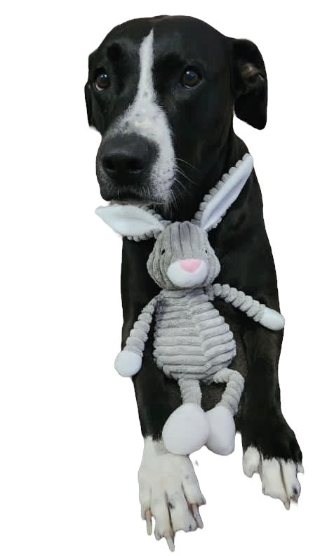 Squeaky Rabbit Plush