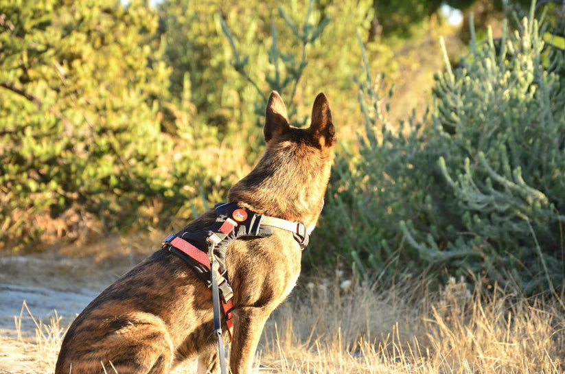 THE DOG HARNESS