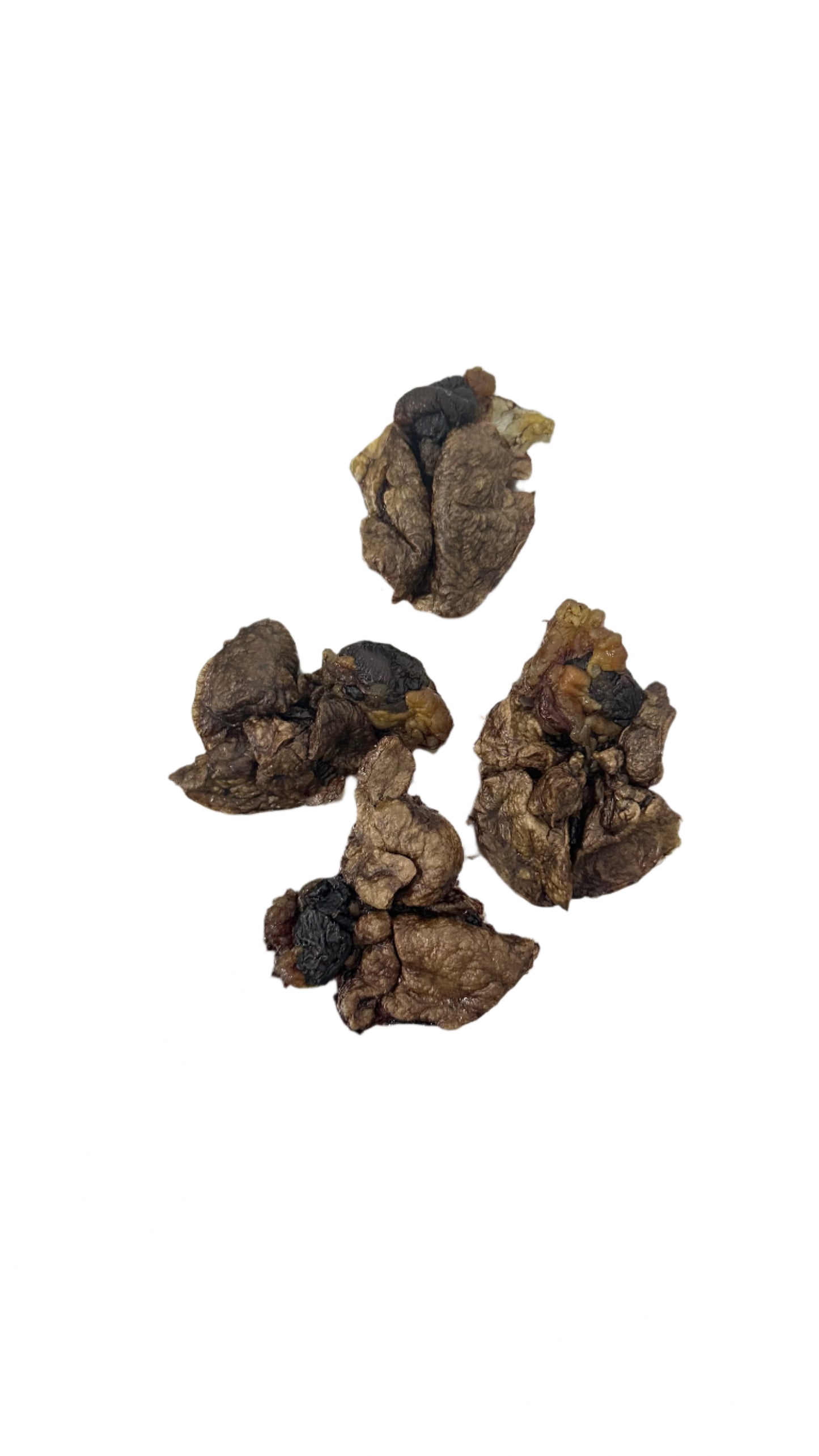 Rabbit Heart and Lung