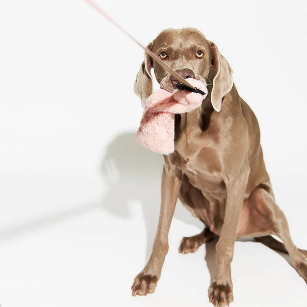 'Squeakster' Tug Toy