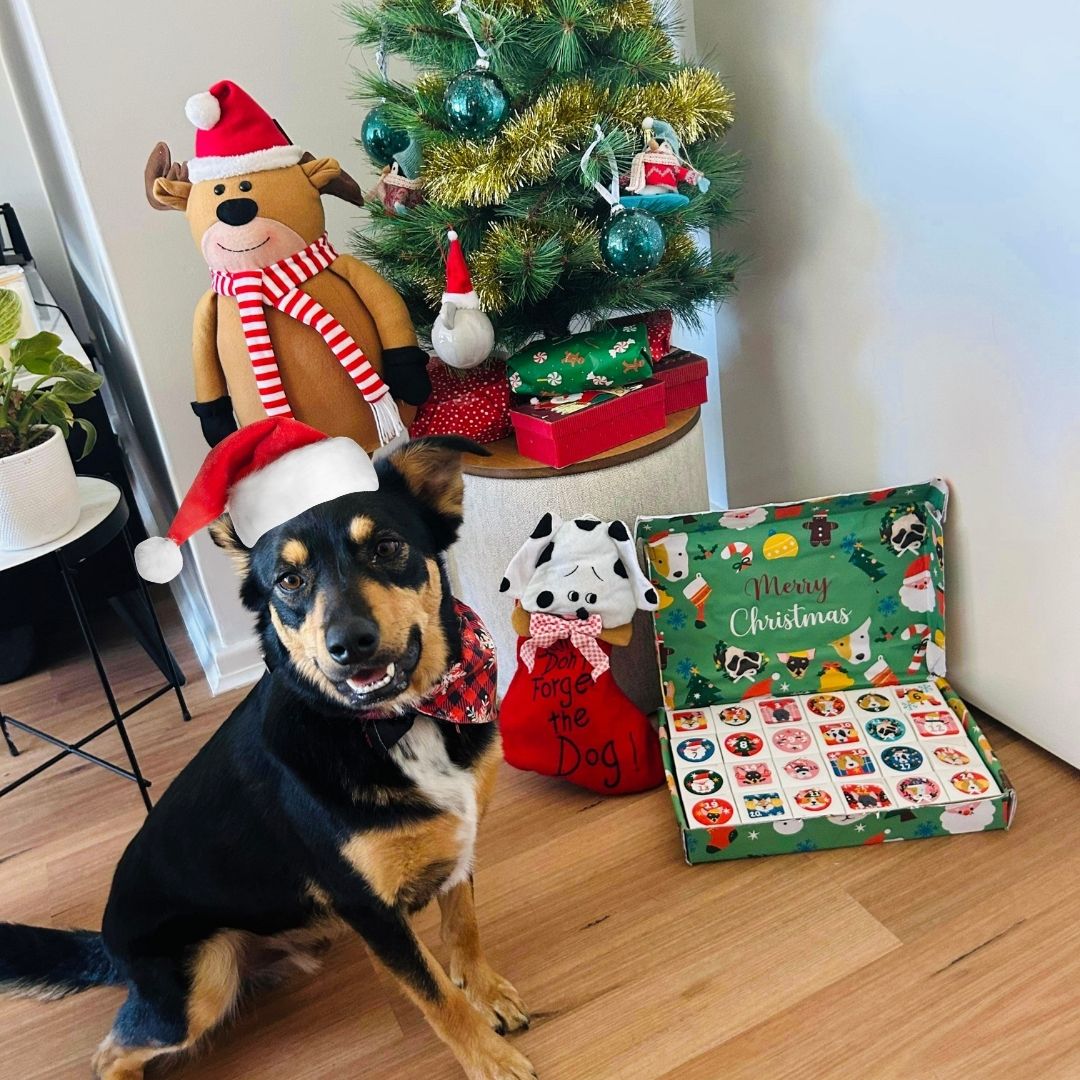 Pre Order - Doggy Christmas Advent Calendar