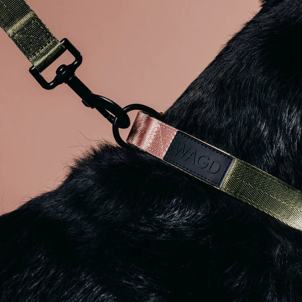 WAGD Dog Collar