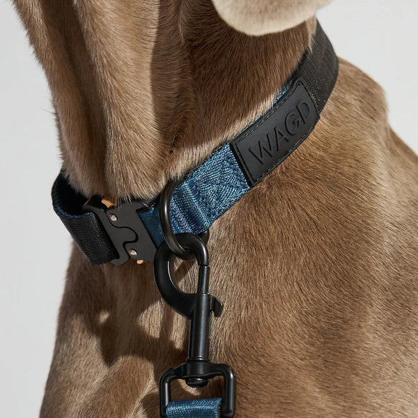 WAGD Dog Collar