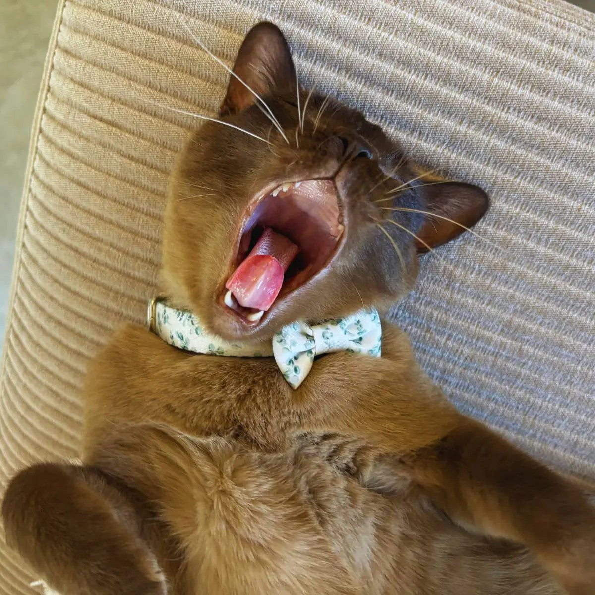 Gum Leaves Cat Bow Tie
