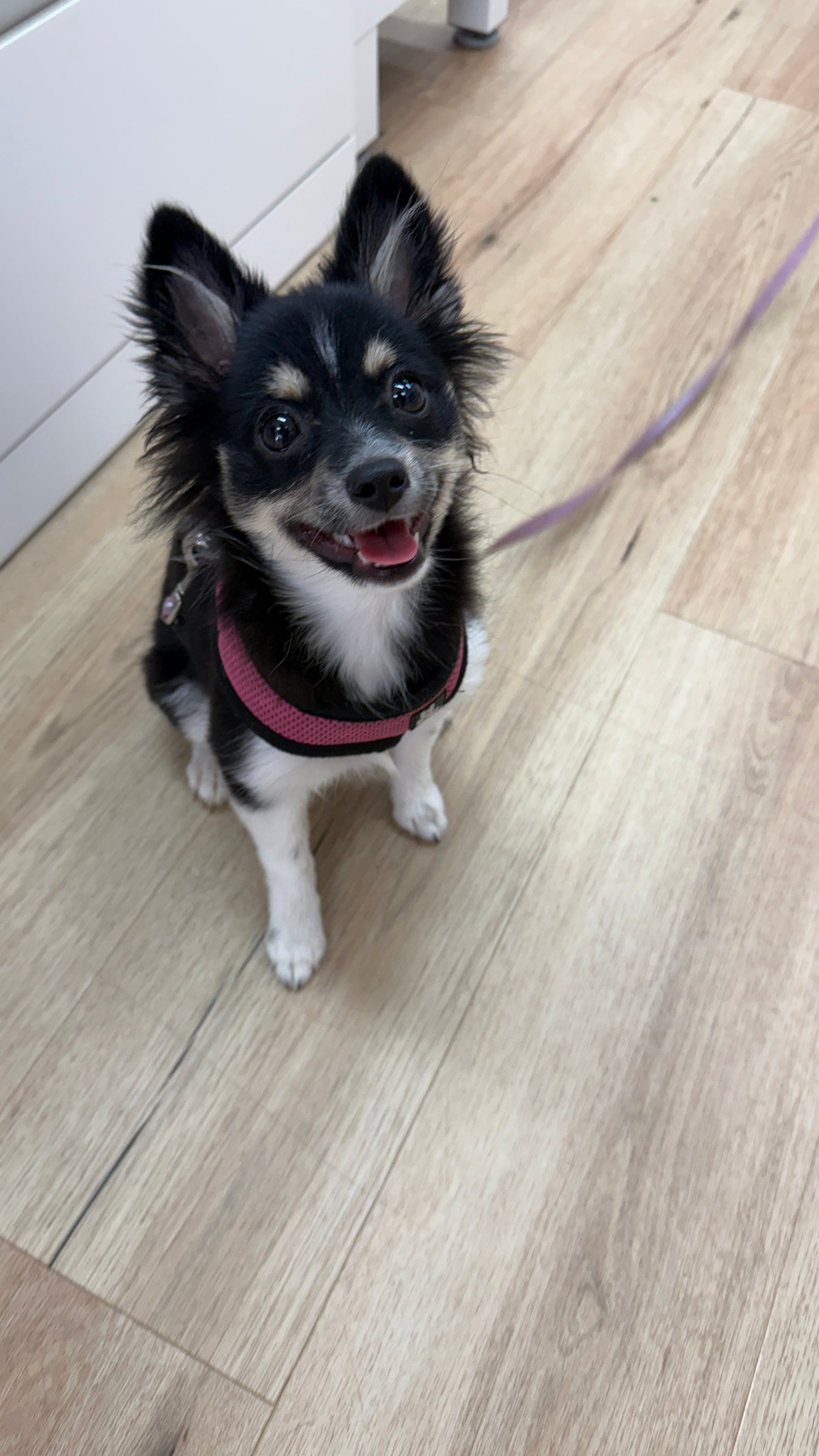 Puppy School Course