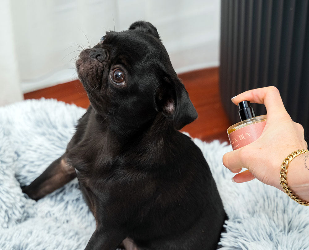 Dog Fragrance - Mondame 11 50ML