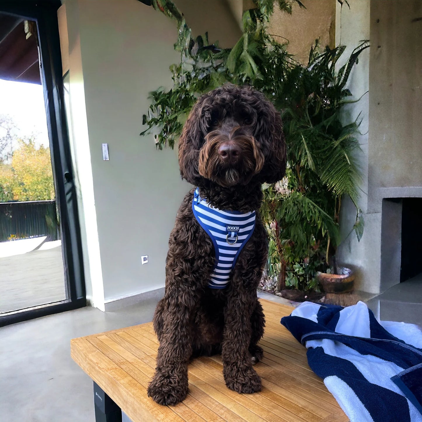 Carnival Stripe - Royal Blue Adjustable Dog Harness