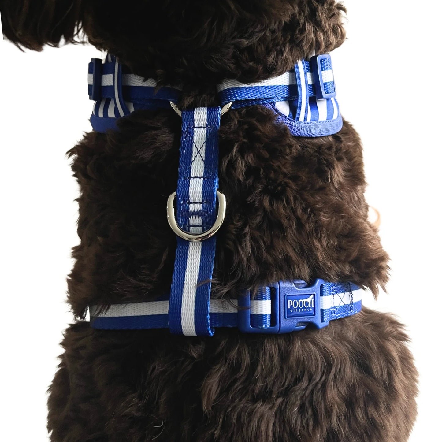 Carnival Stripe - Royal Blue Adjustable Dog Harness