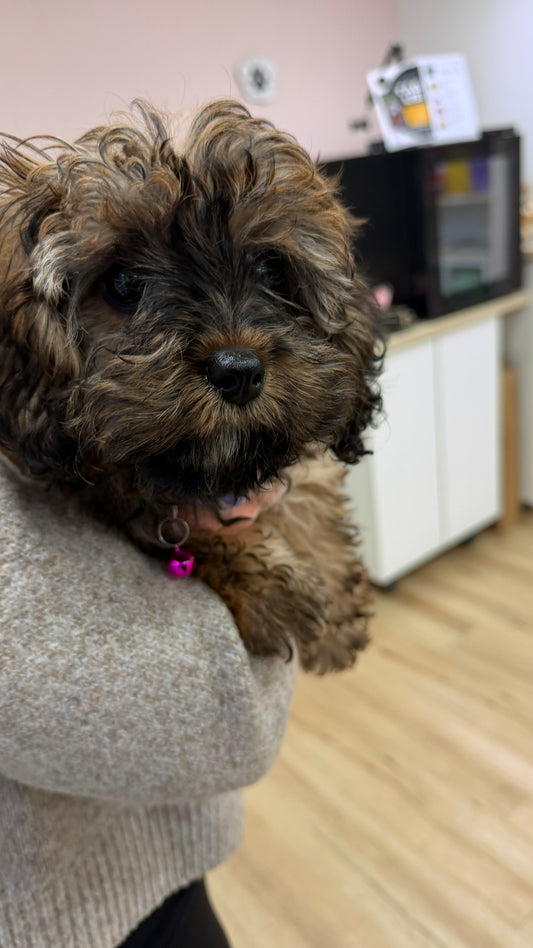 Puppy School Course