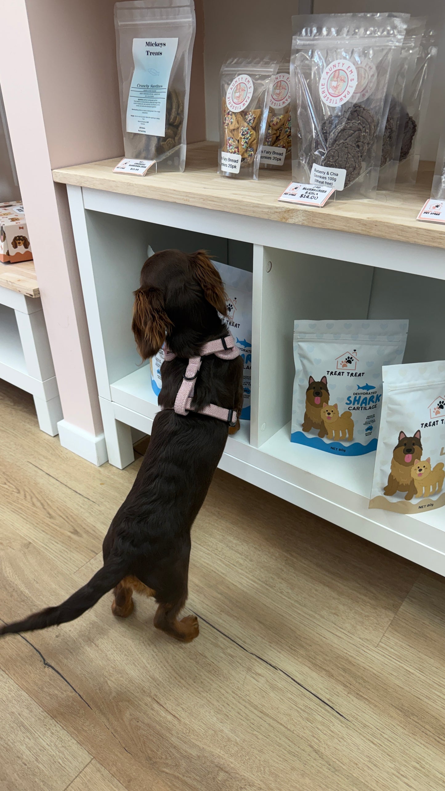 Puppy School Course