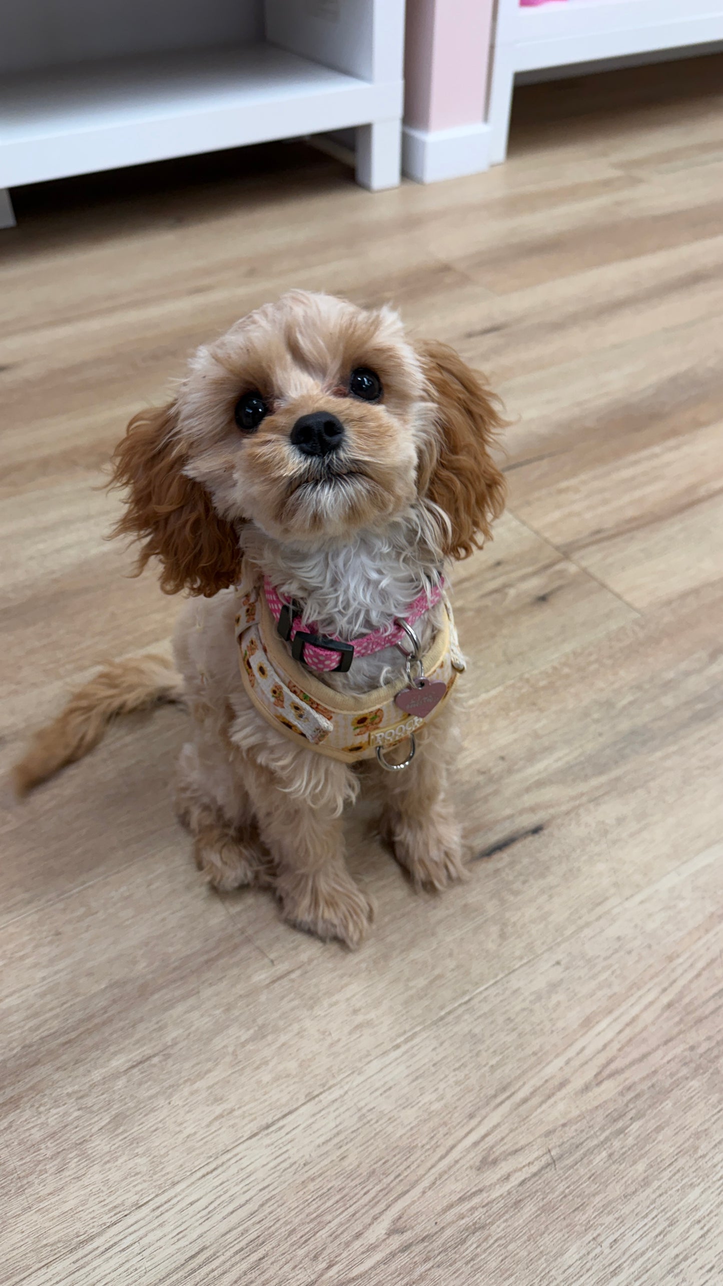 Puppy School Course