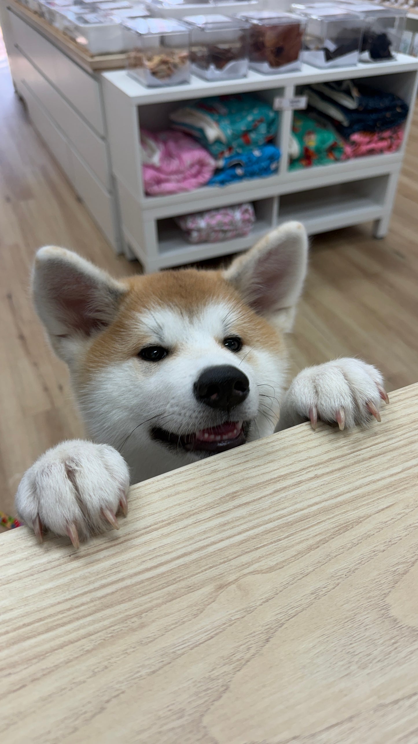 Puppy School Course