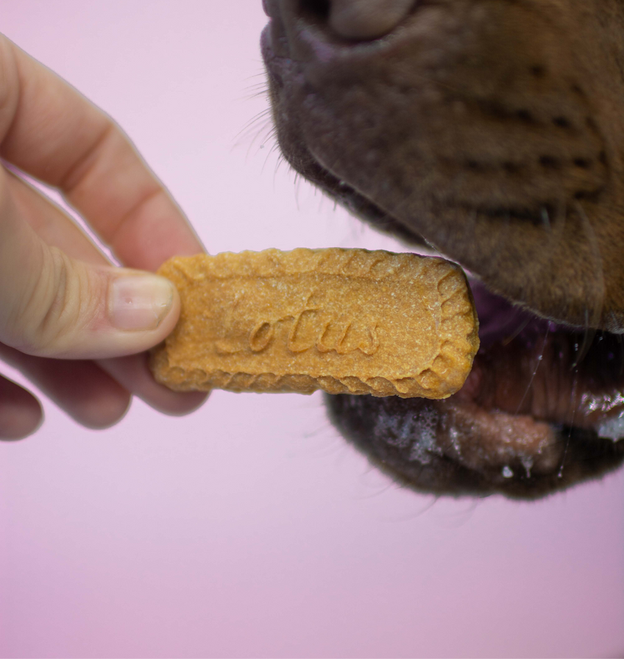 Iced biscwoof 8pk