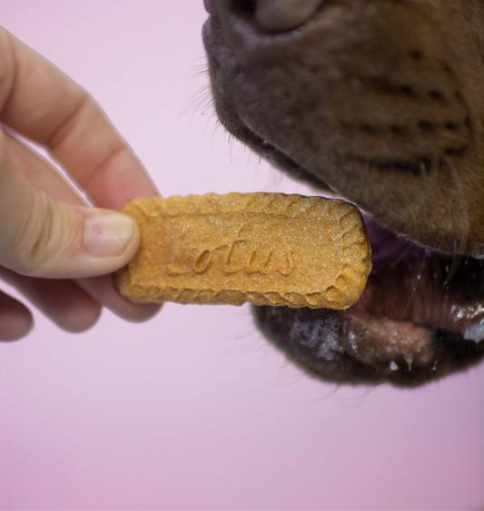 Iced biscwoof 8pk