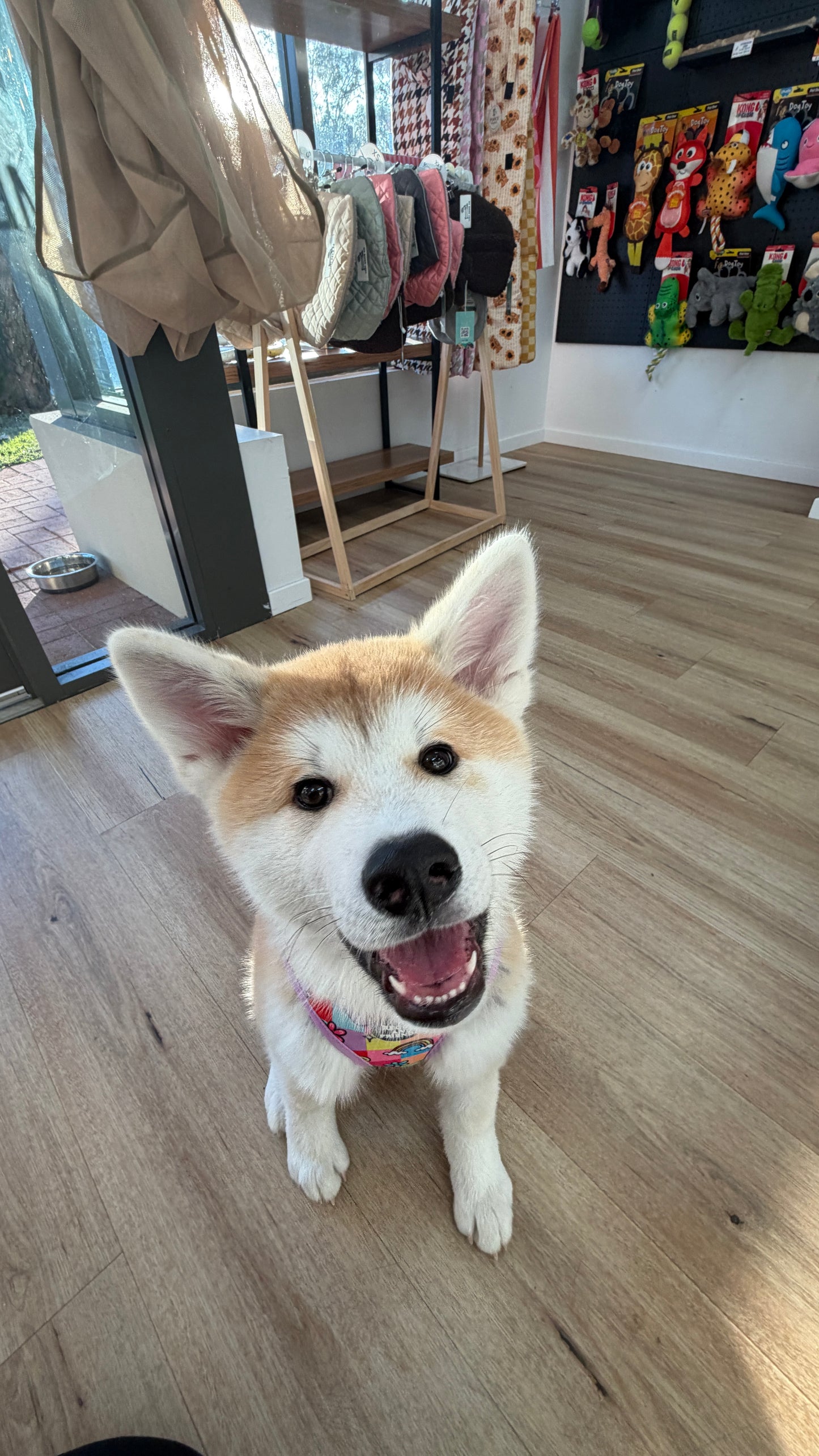 Puppy School Course