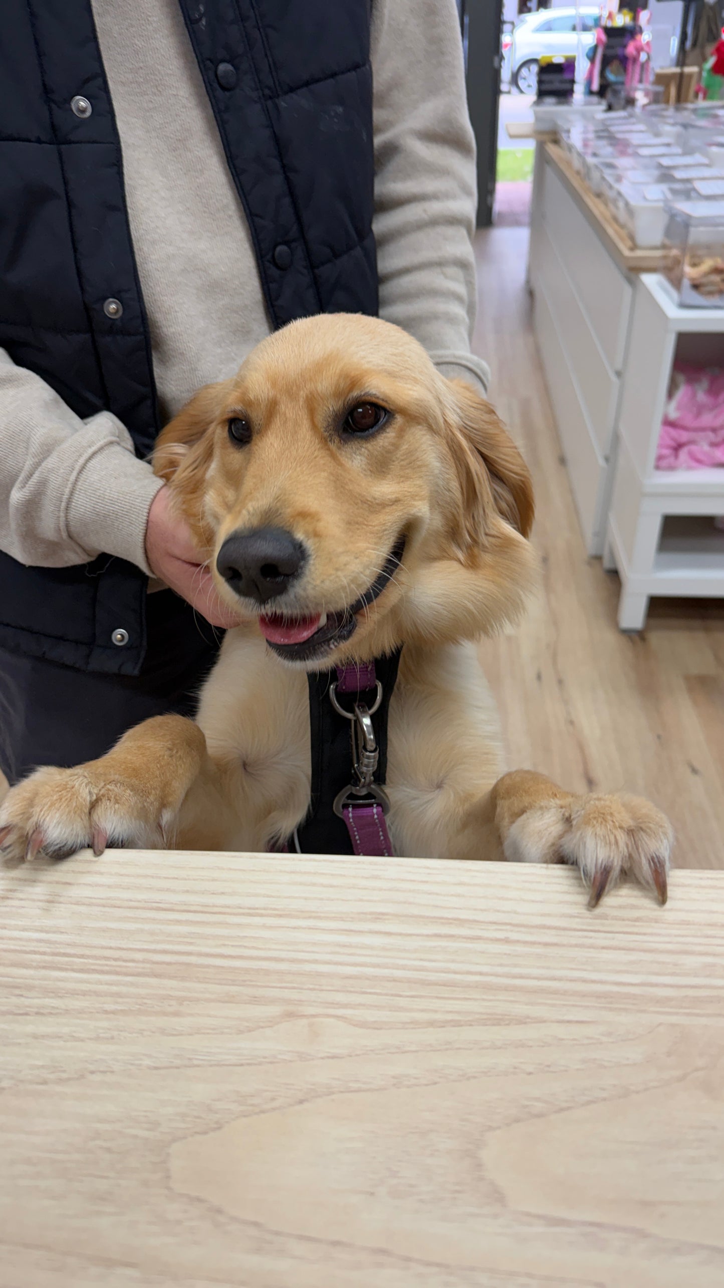 Puppy School Course