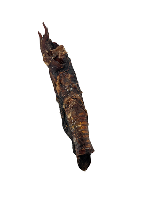 Kangaroo Trachea