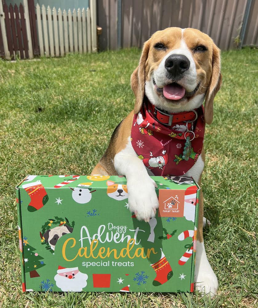 Doggy Christmas Advent Calendar