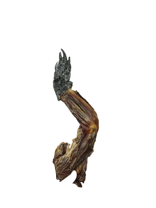Crocodile Leg with Foot
