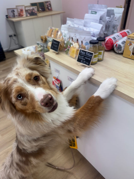 Stress Free Dog Shopping Appointment (Up to 2 dogs Only)