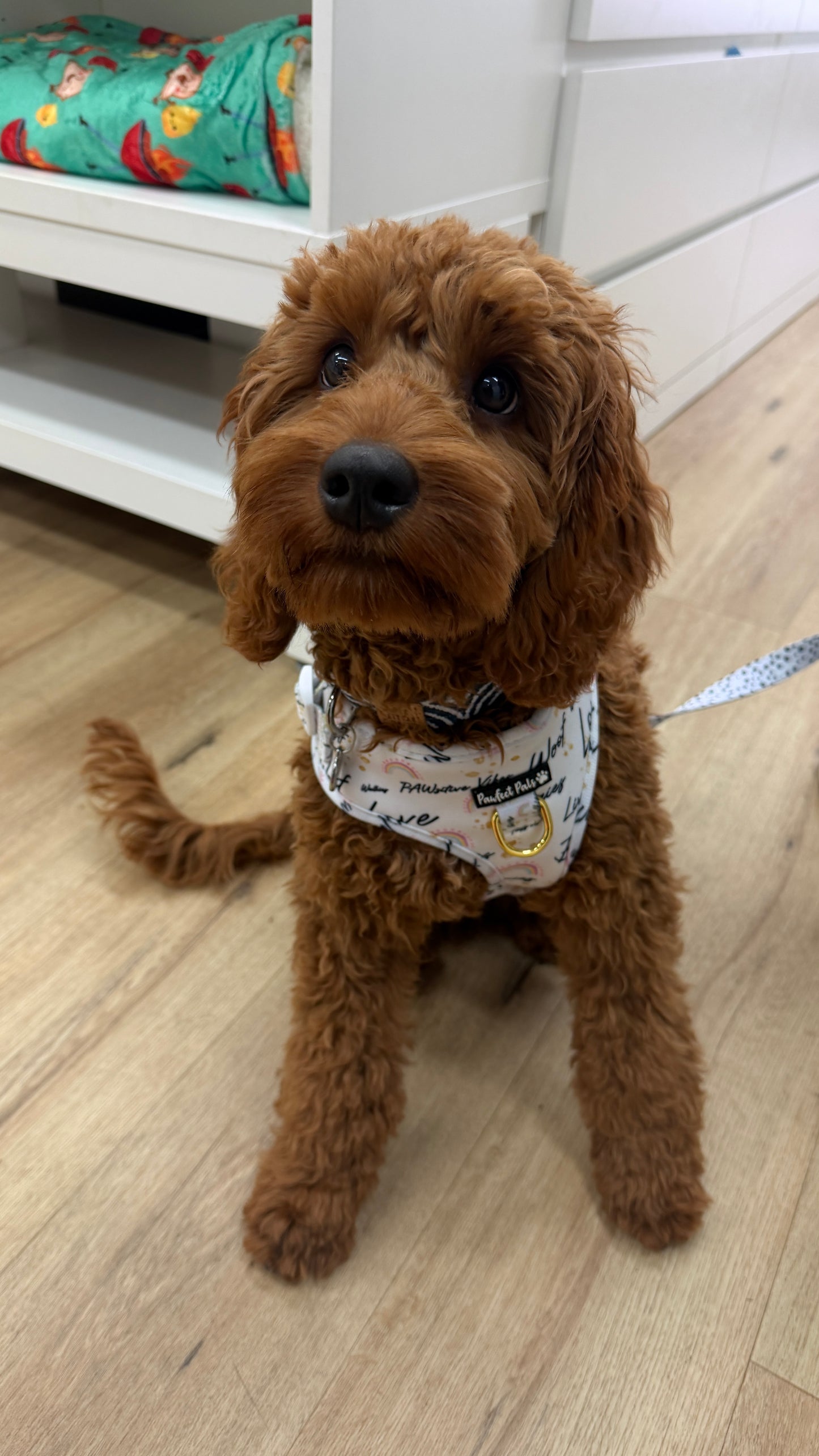 Puppy School Course