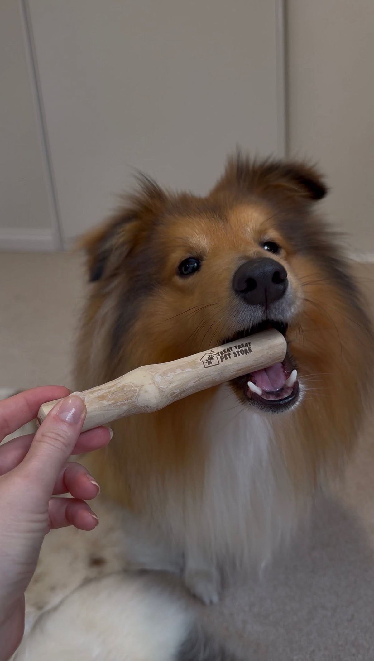Coffee Wood Chew Toy