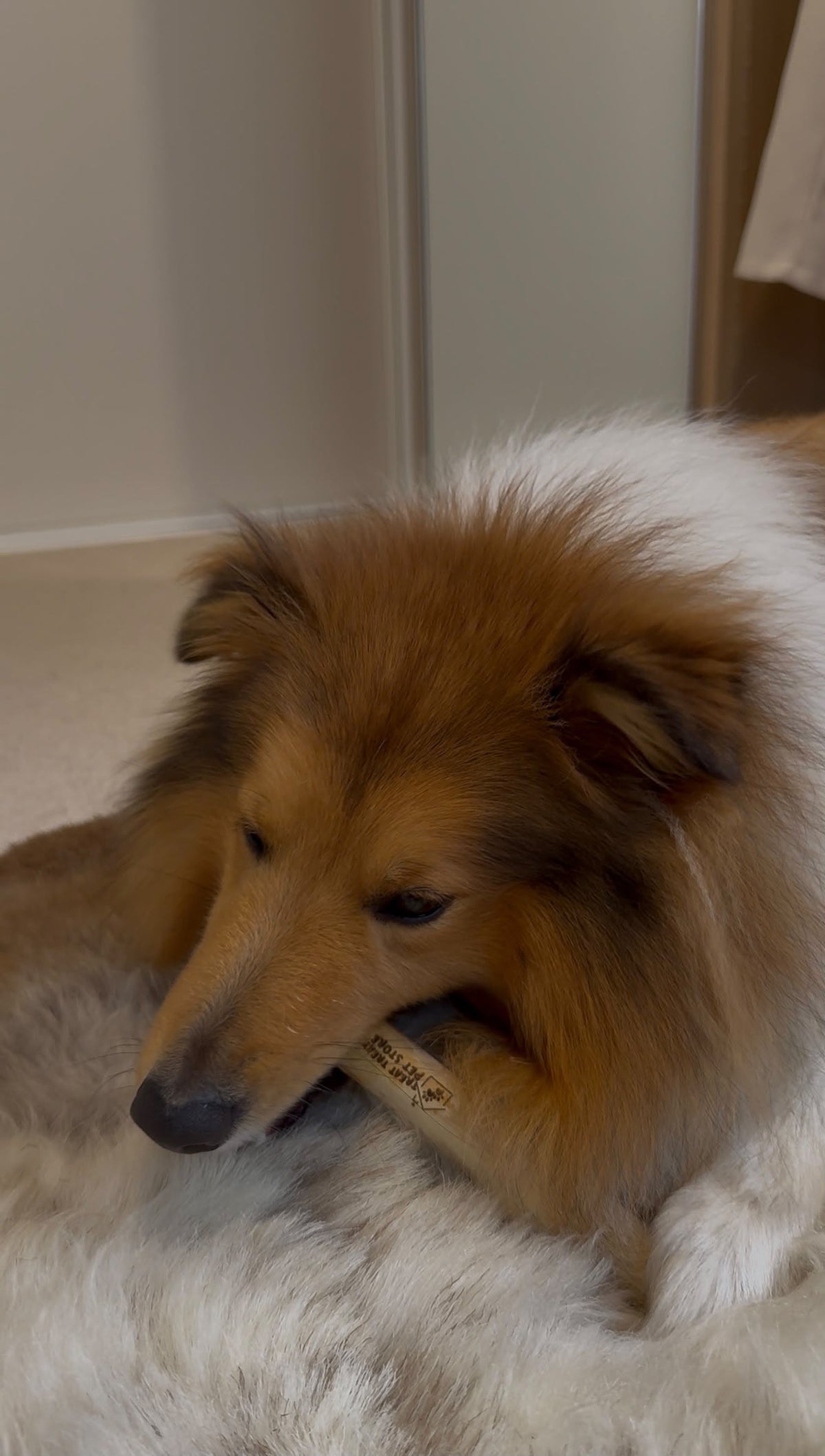 Coffee Wood Chew Toy