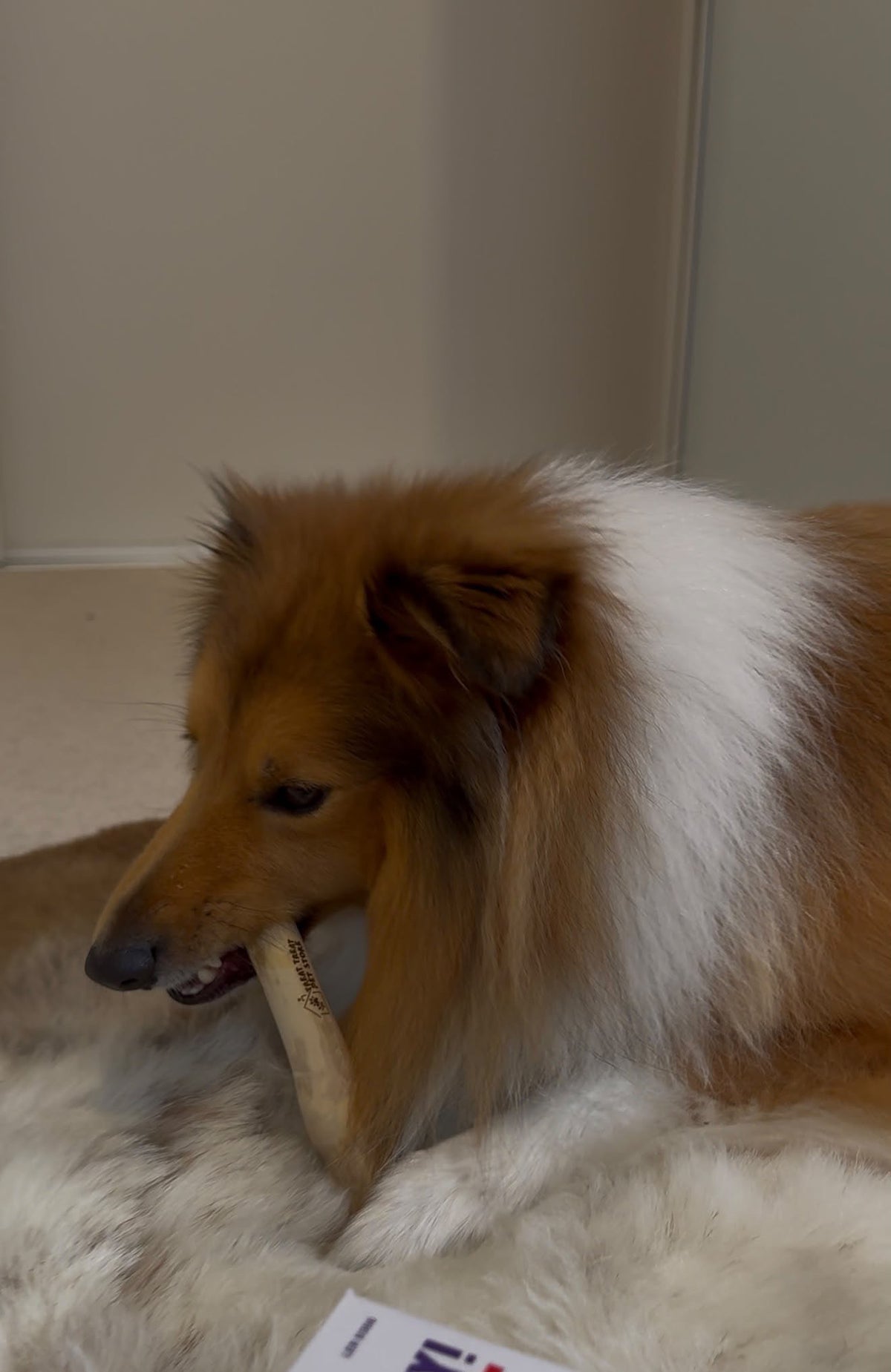 Coffee Wood Chew Toy