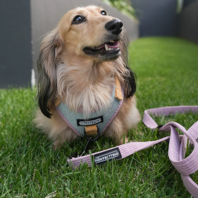 The Pawfect Trio - Candy Corduroy Dog Leash