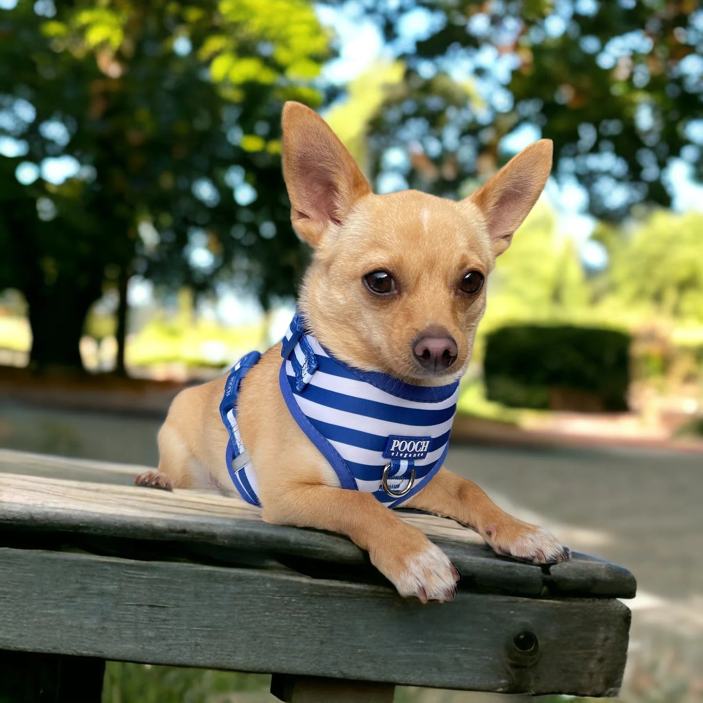 Carnival Stripe - Royal Blue Adjustable Dog Harness