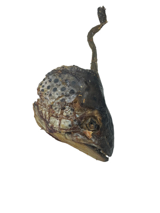 Salmon Head