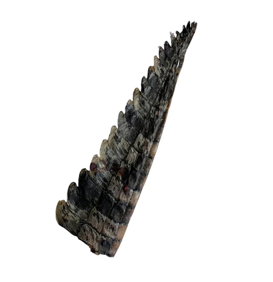 Crocodile Tail