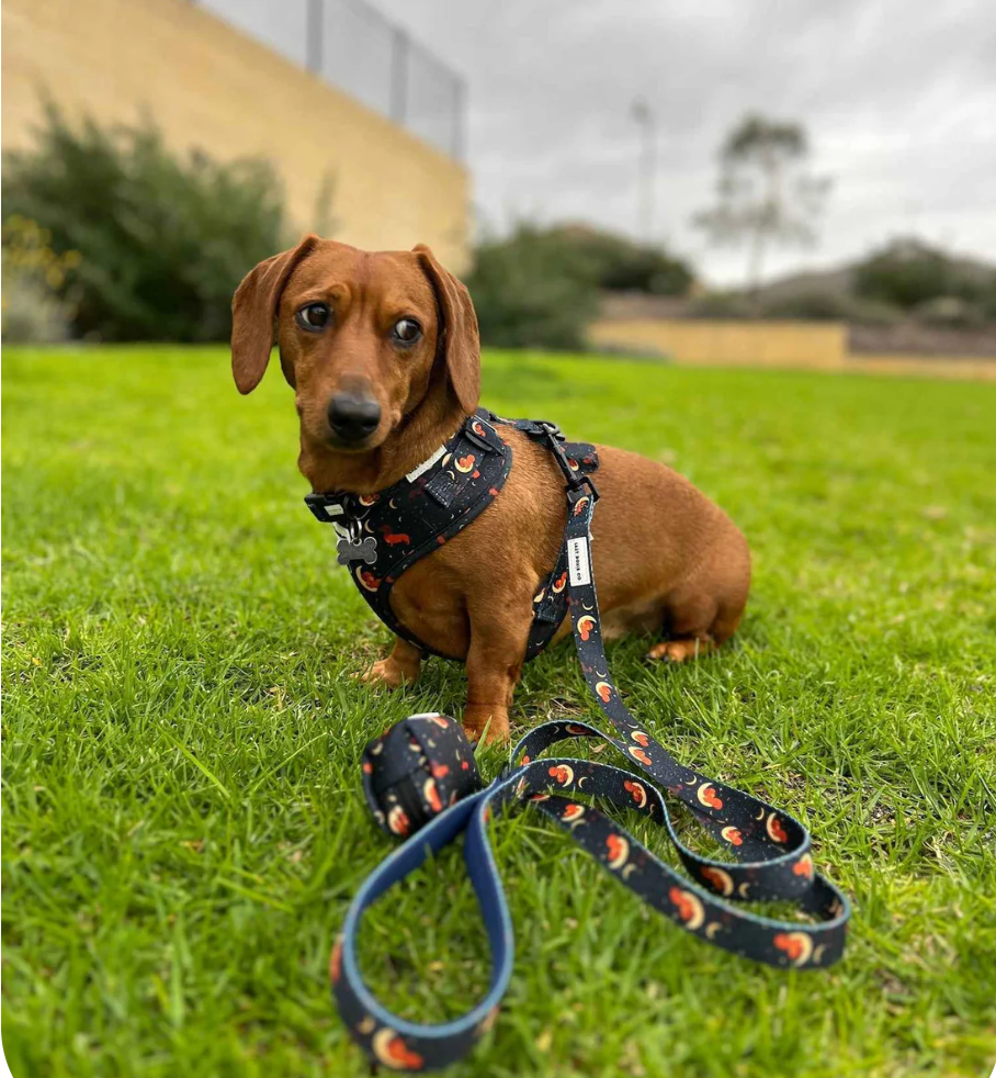 Lazy Doxie Co Lead - 6 styles