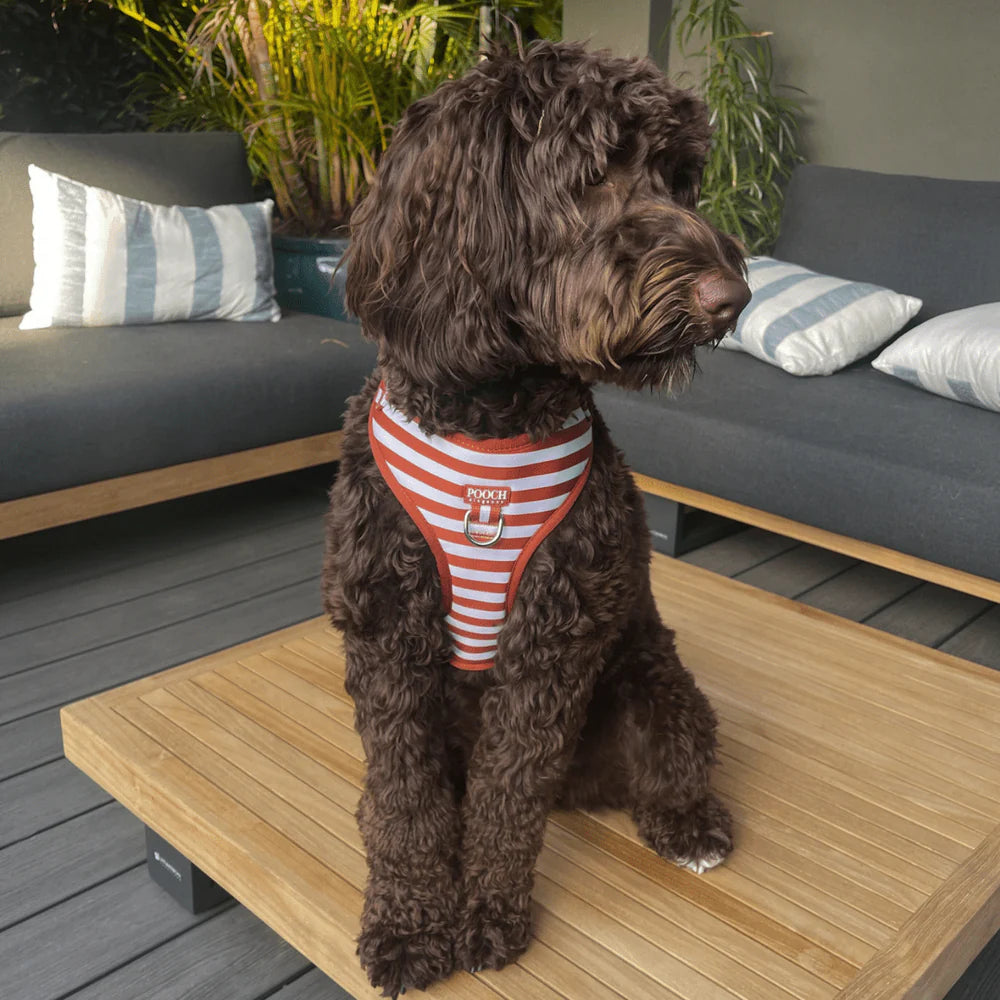 Carnival Stripe - Caramel Adjustable Dog Harness