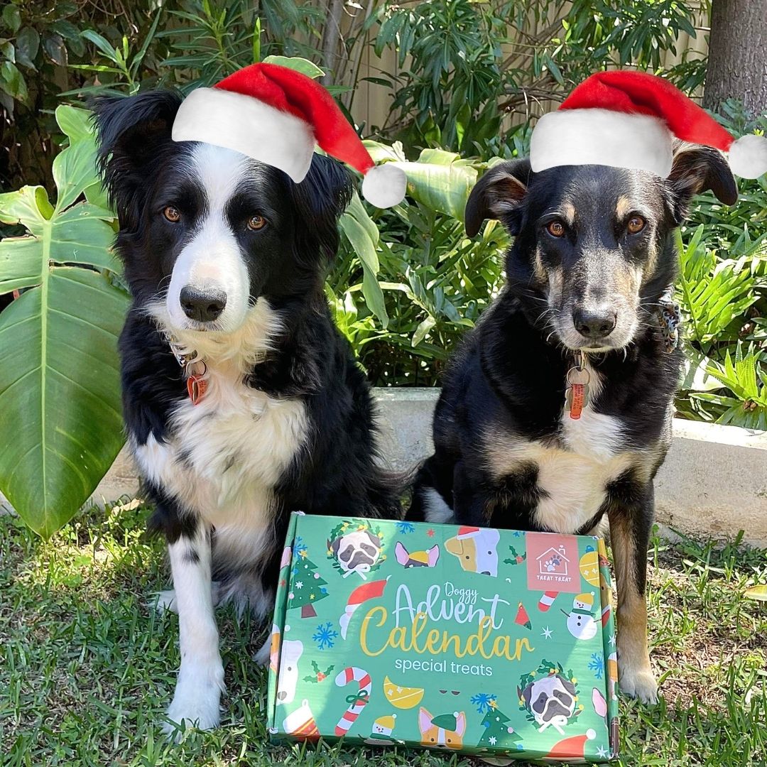 Doggy Christmas Advent Calendar