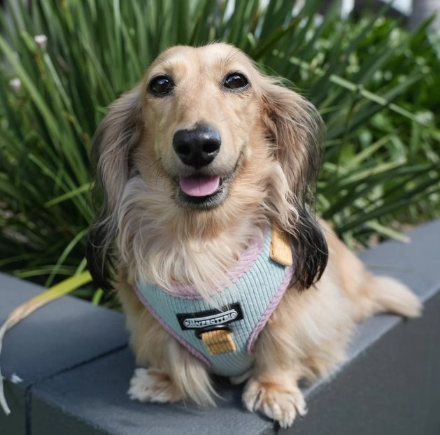 The Pawfect Trio - Candy Corduroy Dog Harness